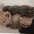 Merzifon Ücretsiz Sahiplendirme fotoğraf