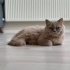 Karamela kızımız yuva arıyor fotoğraf