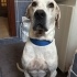 2 yaşında Labrador erkek kısır yuva arıyorum fotoğraf