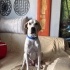 2 yaşında Labrador erkek kısır yuva arıyorum fotoğraf