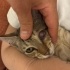 🐾Tek Gözü Kısmi Gören Bir Kediciğe Yuva Arıyoruz 🐾 fotoğraf