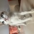 Sürme gözlü calico kız fotoğraf