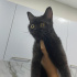 Bal gibi cana yakın bir kedi