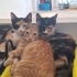 1 Tekir - 1 Sarman - 2 Calico fotoğraf