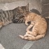 1 Tekir - 1 Sarman - 2 Calico fotoğraf