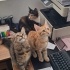 1 Tekir - 1 Sarman - 2 Calico fotoğraf