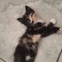 1 Tekir - 1 Sarman - 2 Calico fotoğraf