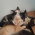 1 Tekir - 1 Sarman - 2 Calico fotoğraf