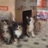 1 Tekir - 1 Sarman - 2 Calico fotoğraf