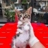 6 Haftalık Minik Tekir fotoğraf