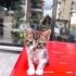 6 Haftalık Minik Tekir fotoğraf