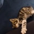6 Haftalık Minik Tekir fotoğraf