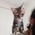 En Tatlı Omuz Kedisi fotoğraf