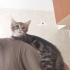 En Tatlı Omuz Kedisi fotoğraf