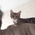 En Tatlı Omuz Kedisi fotoğraf