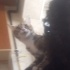 En Tatlı Omuz Kedisi fotoğraf