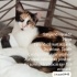 Dişi kedi Trilece fotoğraf