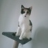 Dişi kedi Trilece fotoğraf