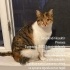 Dişi tekir kedi Prenses fotoğraf