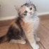 Calico şans kediciğine yuva arıyoruz fotoğraf