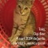 Dişi kedi Teko kızımız fotoğraf
