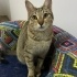 Dişi kedi Teko kızımız fotoğraf