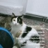 Dişi kedi Riça kizimiz fotoğraf