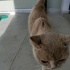 Yavru sokakta bulundu Dişi british shorthair sahiplendirme fotoğraf