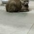Yavru sokakta bulundu Dişi british shorthair sahiplendirme fotoğraf