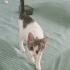 Dişi yavru kedi fotoğraf