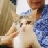 Dişi yavru kedi fotoğraf