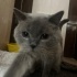British Shorthair Erkek Kedi Ücretsiz Sahiplendirme Takip Şartlı fotoğraf