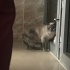 British Shorthair Erkek Kedi Ücretsiz Sahiplendirme Takip Şartlı fotoğraf