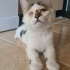 ✨✨✨ Mucize Kedi Leo ACİL Yuva Arıyor ! ✨✨✨ fotoğraf
