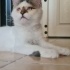✨✨✨ Mucize Kedi Leo ACİL Yuva Arıyor ! ✨✨✨ fotoğraf