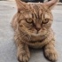 Lütfen acil yuva minnoş için fotoğraf