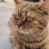 Lütfen acil yuva minnoş için fotoğraf