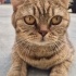 Lütfen acil yuva minnoş için fotoğraf
