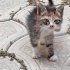 Minik Suratlı Kızımıza Yuva Aranıyor fotoğraf