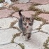 Minik Suratlı Kızımıza Yuva Aranıyor fotoğraf
