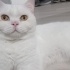 BRİTİSH ERKEK 1 Yaşında YUVA ARIYOR fotoğraf