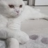 BRİTİSH ERKEK 1 Yaşında YUVA ARIYOR fotoğraf