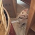 Pamuk Kedi Pirinc in melegi olur musunuz? fotoğraf
