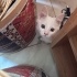 Pamuk Kedi Pirinc in melegi olur musunuz? fotoğraf