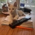 Pamuk Kedi Pirinc in melegi olur musunuz? fotoğraf