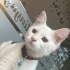 Pamuk Kedi Pirinc in melegi olur musunuz? fotoğraf