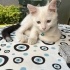 Pamuk Kedi Pirinc in melegi olur musunuz? fotoğraf