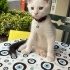 Pamuk Kedi Pirinc in melegi olur musunuz? fotoğraf
