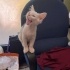 Pamuk Kedi Pirinc in melegi olur musunuz? fotoğraf
