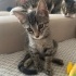 Üç aylık nohut 🐱 fotoğraf